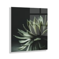 Kate and Laurel Warrior Succulent Floating Acrylic Art by Emiko and Mark Franzen of F2Images, 23x23. Decorative Botanical Art for Wall