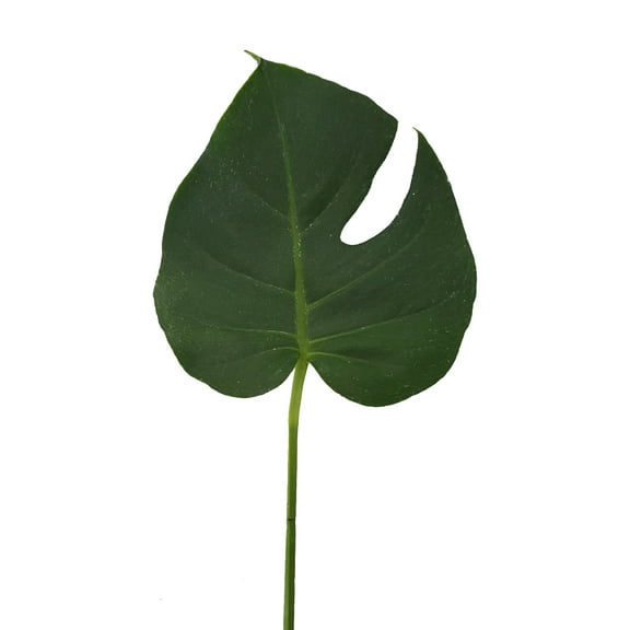 Monstera Leaves Mini 4 in. - Fresh Cut - 150 Stems
