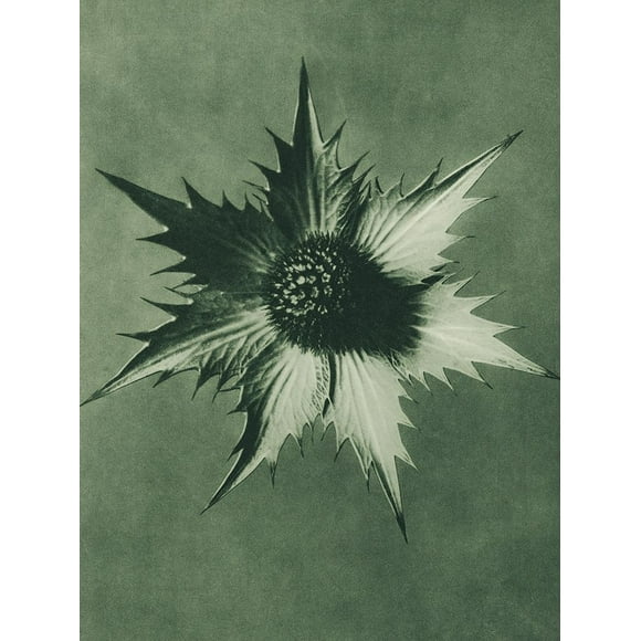 Eryngium Giganteum (Miss Willmotts Ghost) Poster Print by Karl Blossfeldt (24 x 36) # 54735