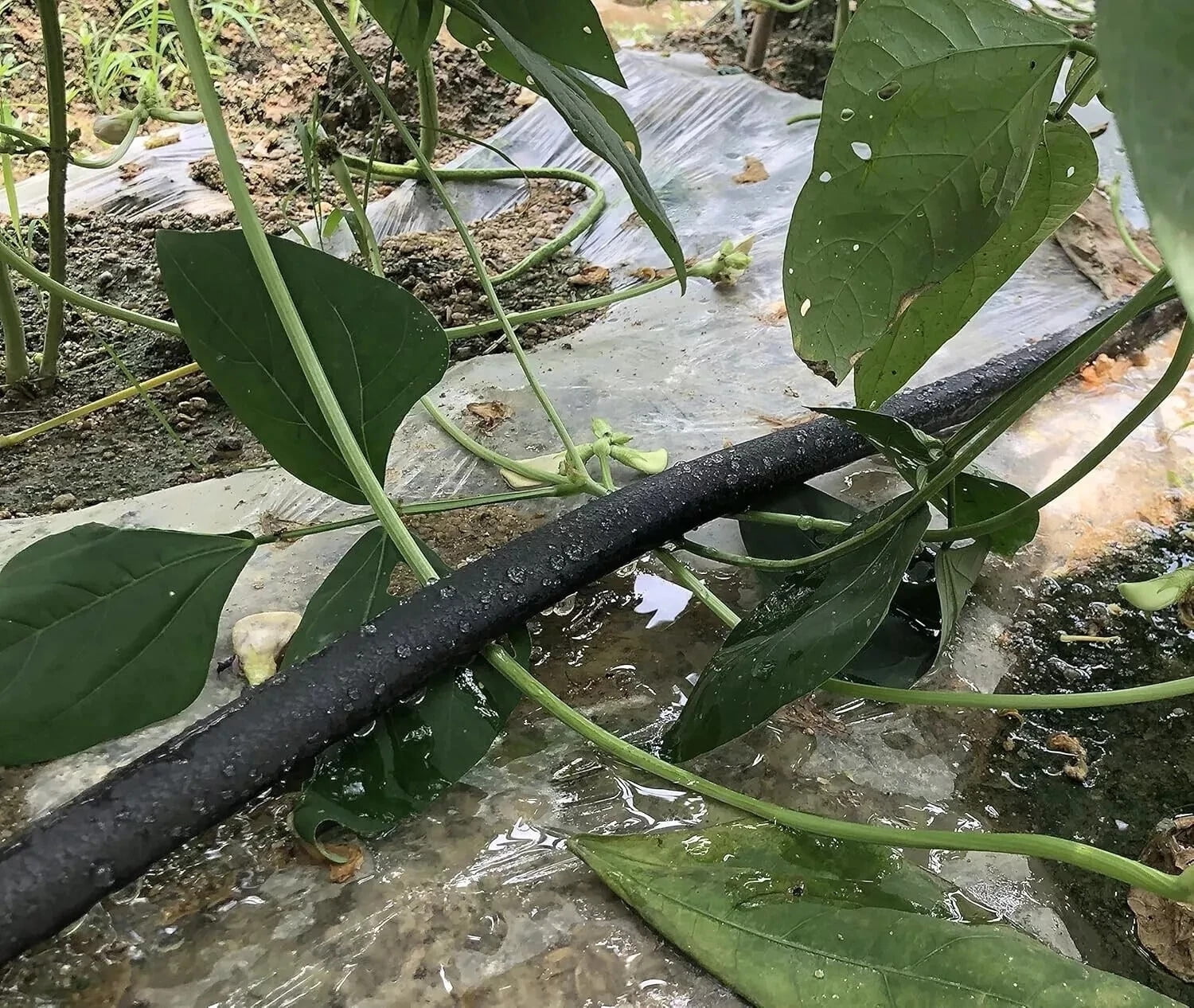 1/2" x 50ft Flat Soaker Hose, Brass Garden Drip Irrigation Hose, Leak-Proof, for Lawn & Plants