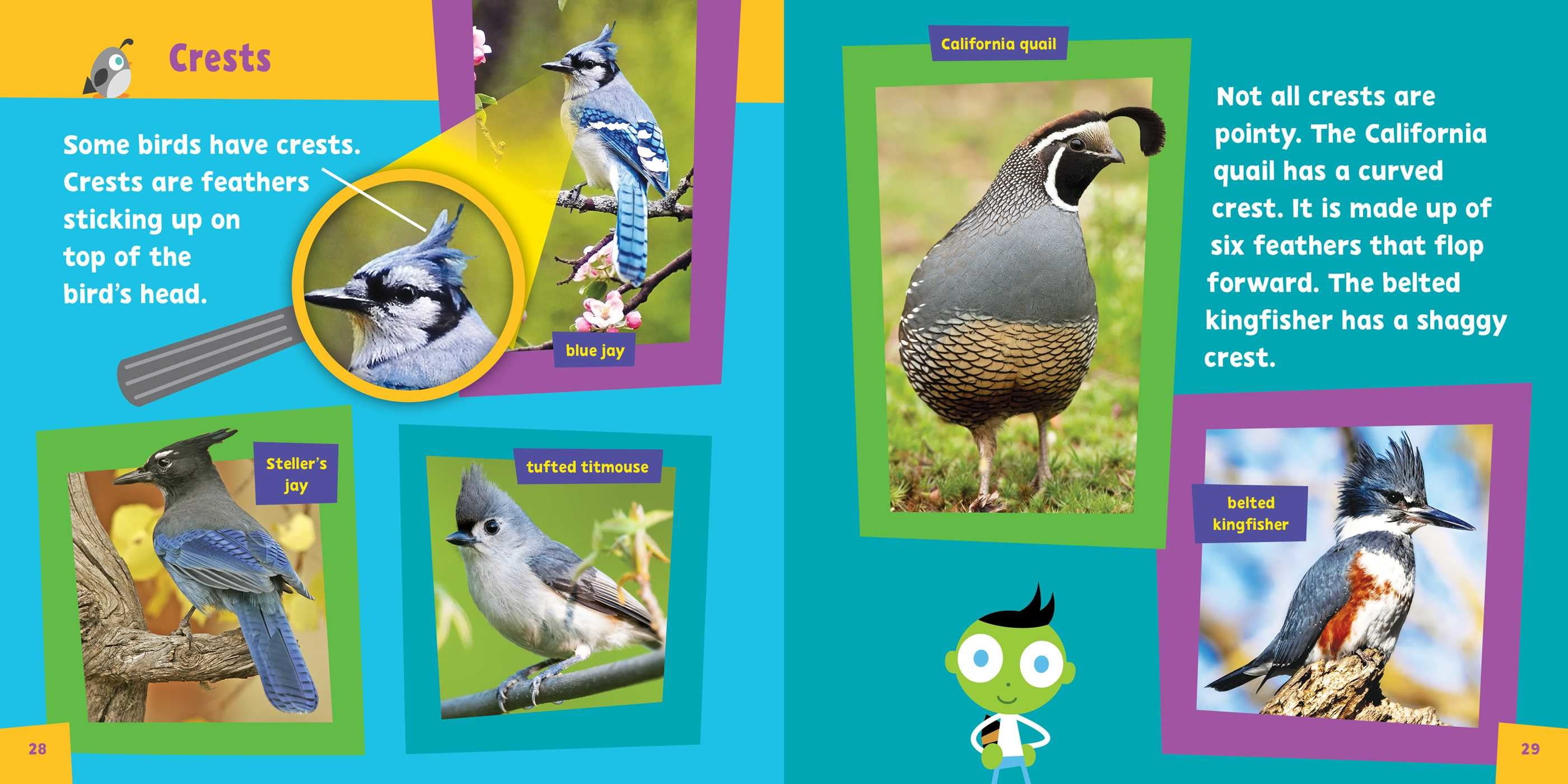 other birds sarah other birds sarah
