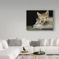 thumbnail image 3 of Trademark Fine Art 'Wolf Pup Brothers' Canvas Art by Galloimages Online, 3 of 3