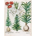 thumbnail image 3 of Besler, Basilius 15x18 Black Modern Framed Museum Art Print Titled - Lilies, 3 of 5