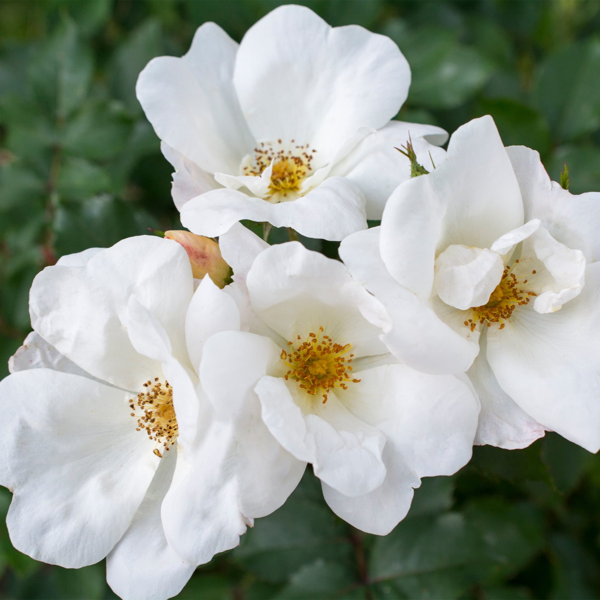 The Knock Out® Family of Roses 'The White Knock Out® Rose' Live Shrub in 1-Gallon Grower Pot