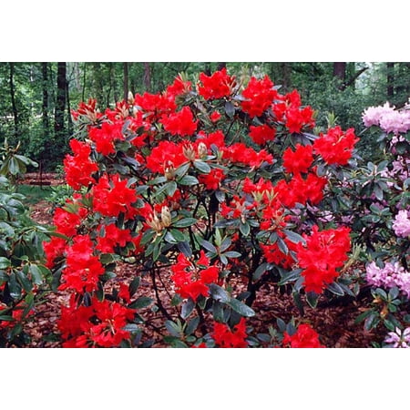 - Vulcan's Flame Rhododendron - Fire Red Blooms - 2.5