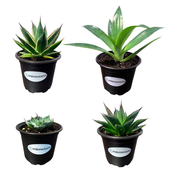 MicroStarts Live Agave Variety Pack - 4 Succulent Plants in 4 inch pots