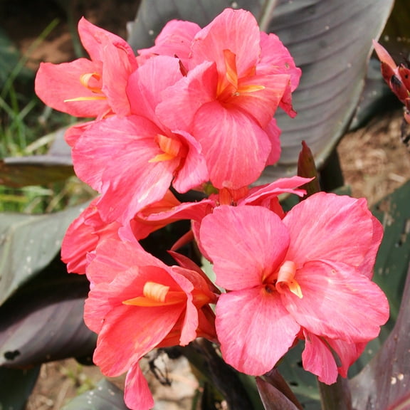 Pink Futurity Dwarf Canna Flower Bulbs - 3 Rhizomes per Pack - Attracts Butterflies and Hummingbirds - Deer Resistant - Grows Well In Containers - Easy to Grow Live Plants - Outdoor Garden