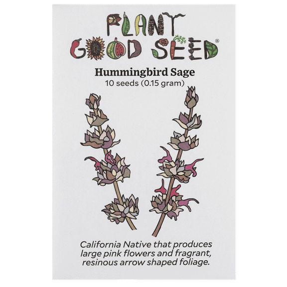 Plant Good Seed Hummingbird Sage Seeds for Planting California Native Plant Perennial 10 Seed Packet