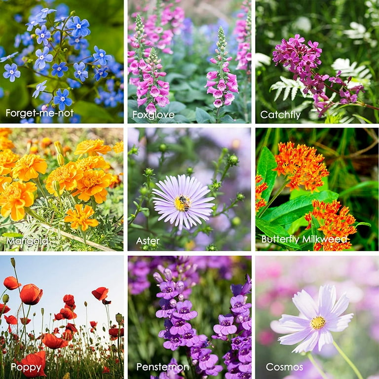 Mountain Valley Seeds (Package of 80000) Wildflower Hummingbird & Butterfly Mix