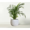 thumbnail image 5 of Olly & Rose Ceramic Plant Pot Large 10 inch Off White Flower Pots Indoor Outdoor Planters Gray, 5 of 5