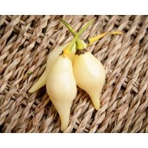White Biquinho Chupetinho Heirloom Pepper Premium Seeds Packet
