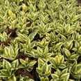 thumbnail image 5 of Live Snake Plant Sansevieria 'Golden Hahnii' -4in Pot Indoor Houseplants Easy Survive, 5 of 5