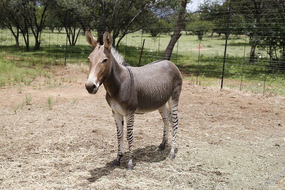 Stripes Mammal Zebra Donkey Exotic Zonkey12 Inch BY 18 Inch Laminated