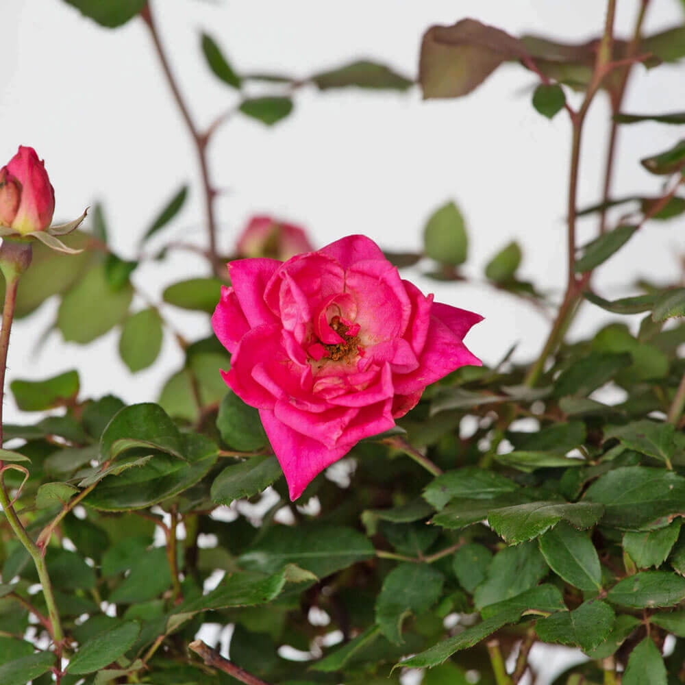 The Knock Out® Family of Roses 'The Pink Double Knock Out® Rose' Live Shrub in 1-Gallon Grower Pot