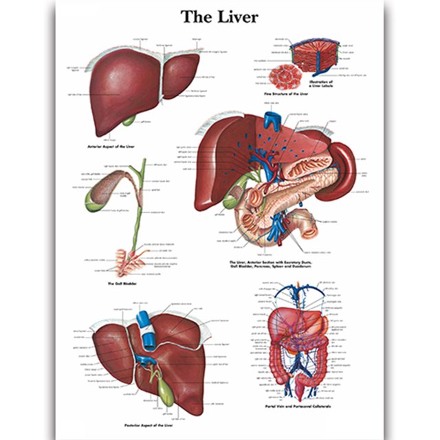 HD Human Anatomy Organ Pipe Canvas Art - Remastered Flannel Anime, In Stock, 14+, CE