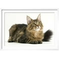 thumbnail image 2 of Maine Coon, Animals Framed Art Print Wall Art Sold by ArtCom, 2 of 5