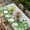 Grass Green, variant on St. Patrick's Table Cloths for 3 Foot Rectangle Tables, Luck Shamrock Eucalyptus Leaves Flowers Grey Wooden Patio Waterproof Elastic Fitted Tablecloths, Washable Rectangular Table Cover for Camping