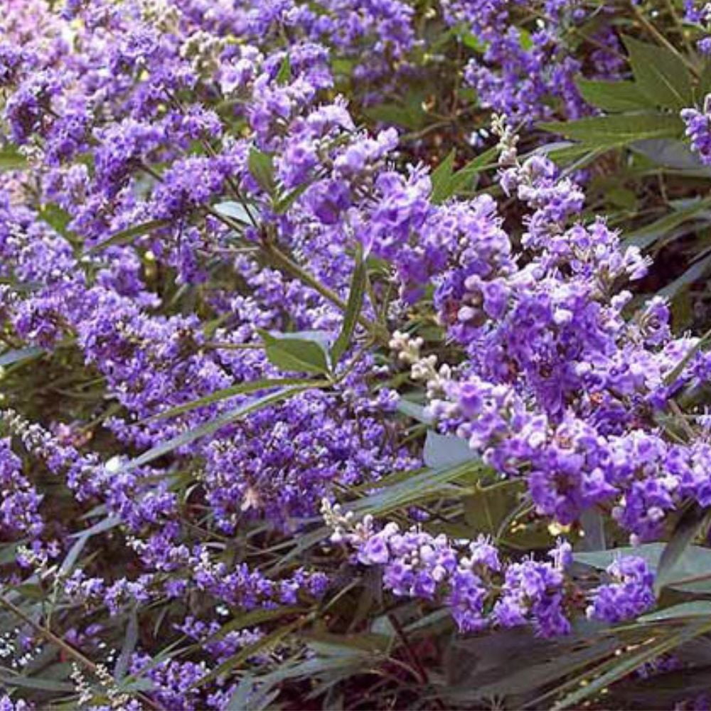 First Editions 1.5- 2 ft tall Shoal Creek Vitex Live Tree in 3-Gallon Grower Pot