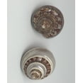 thumbnail image 5 of Hermit Crab Shells | Turbo Shells | 1 Brown and 1 Banded Turbo Shells 1.75"-2" | Opening Size Approx. 1" | Hermit Crab House for Décor, 5 of 7