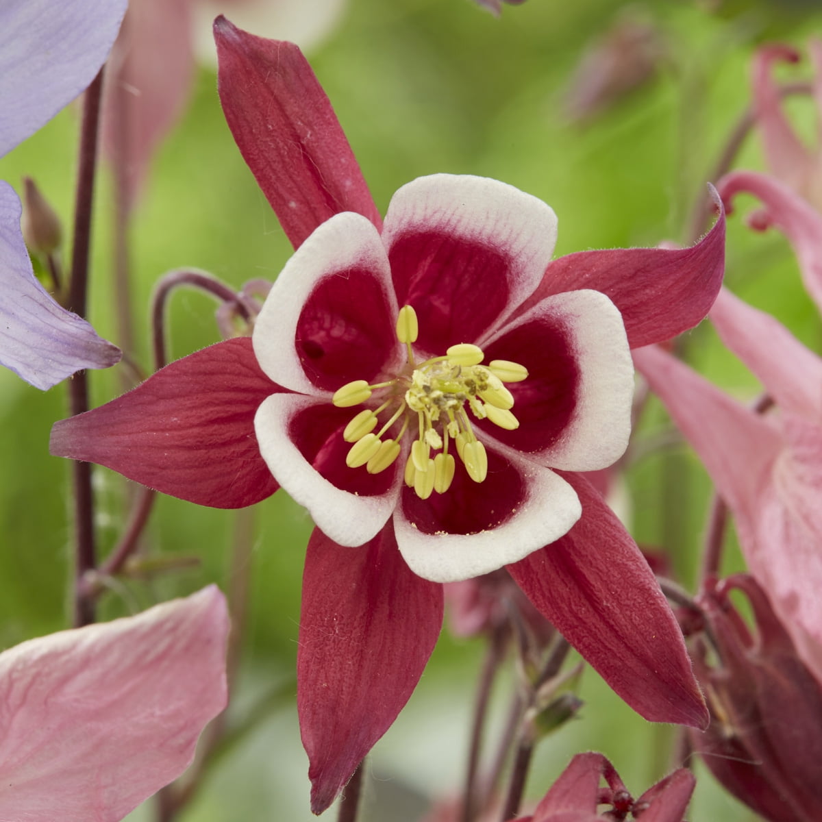 Van Zyverden Aquilegia Columbine Biedermeier Set of 5 Plant Roots Pink Partial Sun Perennial Pollinator 1 lb