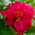 *PRIDE OF HANKINS RED* Rooted Tropical Hibiscus Starter Plant*Triple