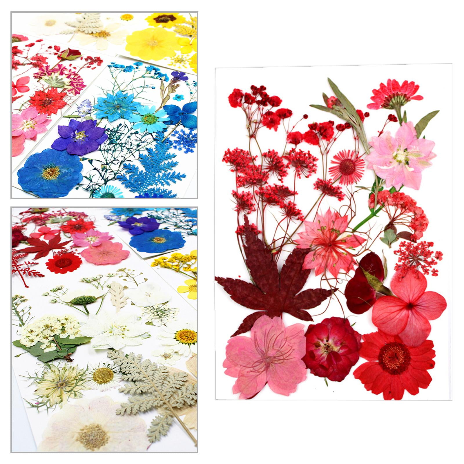  EXCEART 4 Sets Dried Flower Immortality Dry Flowers Pressed  Flower Leafs Scrapbooking Dried Flowers Sticker Candle Dried Flower Flowers  for Resin Molds Pressed Flowers Baby Charm Warm up