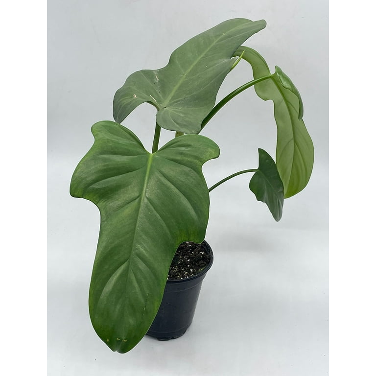 philodendron cardinal black Philodendron Black Cardinal  Aroidasia