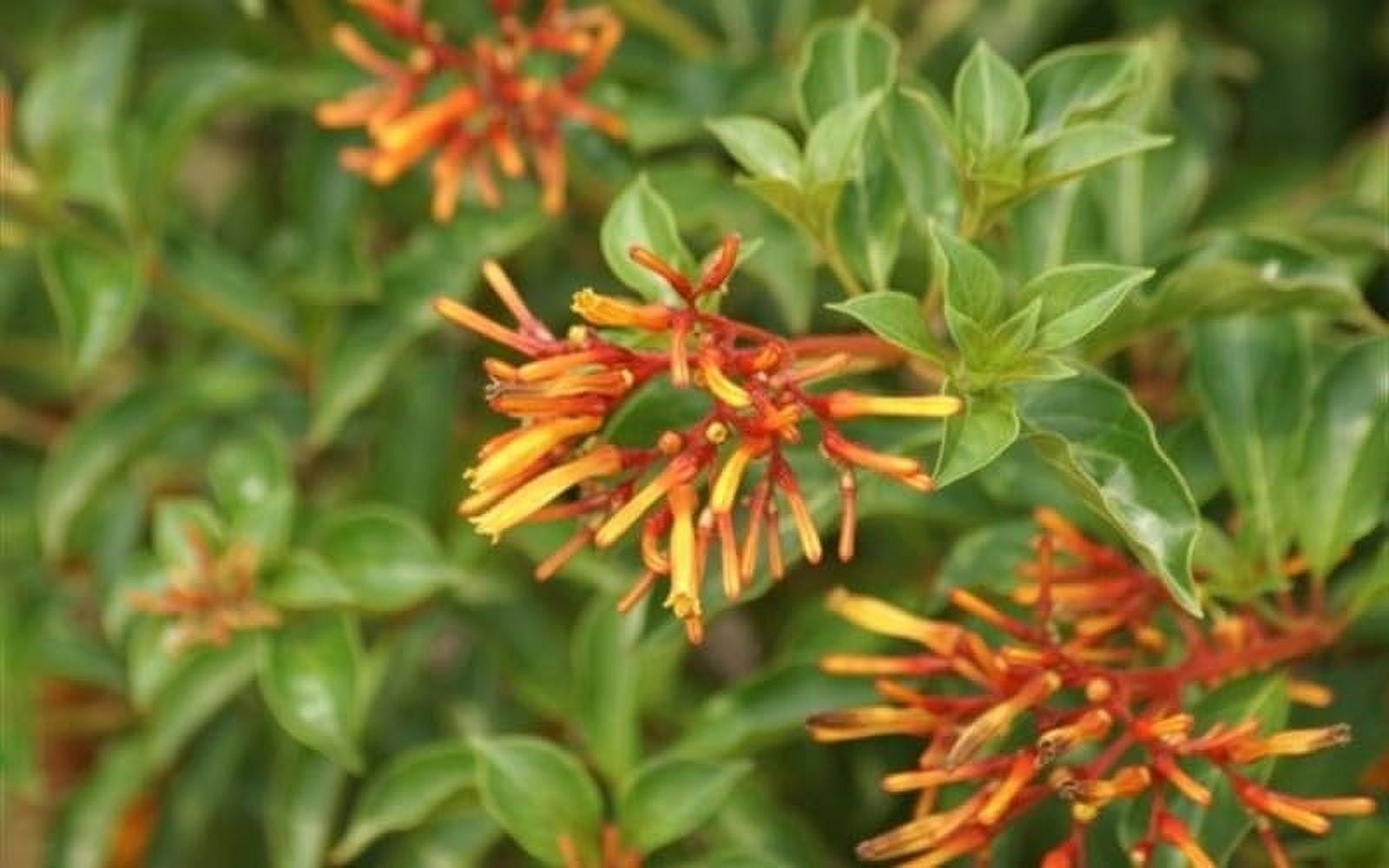 Firebush Dwarf I 3 Live Plants I Hamelia Patens Compactal Vibrant Red-Orange Blooms, Low-Maintenance, Heat-Tolerant, Perfect for Small Gardens and Containers