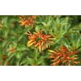 thumbnail image 2 of Firebush Dwarf I 40 Live Plants I Hamelia Patens Compactal Vibrant Red-Orange Blooms, Low-Maintenance, Heat-Tolerant, Perfect for Small Gardens and Containers, 2 of 9