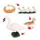 thumbnail image 4 of Tholdsy 1 Juego de modelos de ciclo de vida de cisnes, modelo de crecimiento, Kit de utilería de cisnes para la escuela en casa Juguetes Educativos Tholdsy  FN010064-00, 4 of 6