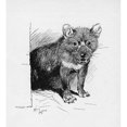 thumbnail image 2 of Illustration By Cecil Aldin The Tasmanian Devil Poster Print By Mary Evans Picture Library, 2 of 4