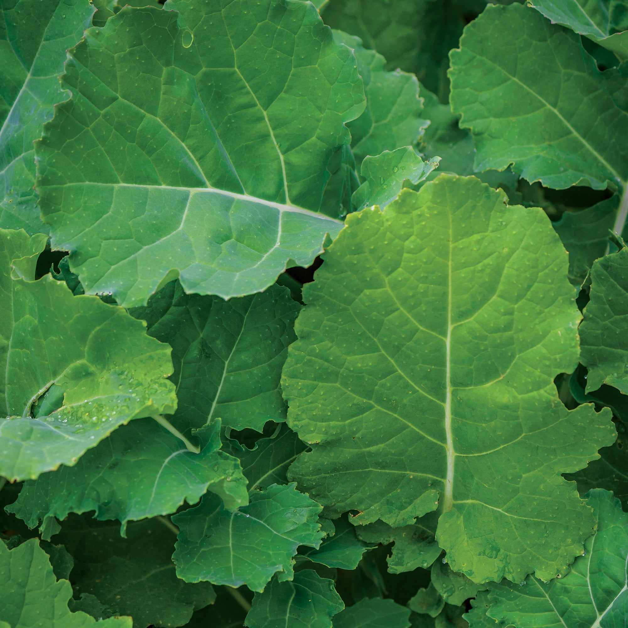 Burpee Organic Premier Kale Vegetable Seed, Annual Vegetable,  Full Sun