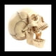 thumbnail image 3 of Modelo de Cuerpo Humano de CráNeo Modelo Educativo de CráNeo 1:2 para el Modelo de Ensamblaje del Estudio de EnseñAnza del Estudiante, Color Primario, 3 of 5