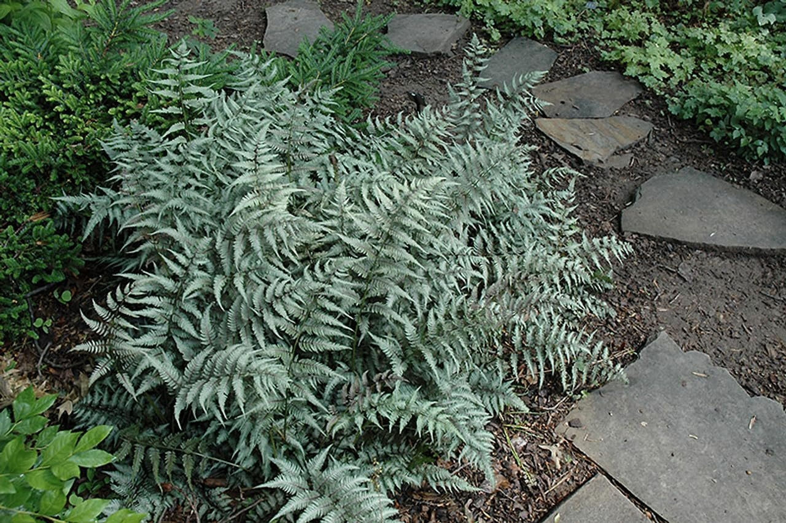 Japanese Painted Fern  3 Live Plants  Athyrium Niponicum  Shade Garden Essential  Lush Foliage Accent