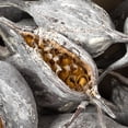 thumbnail image 2 of Vickerman 5-9" Frosted White Brachy Clusters, 1.1 lb. tray, Dried, 2 of 4
