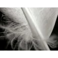 thumbnail image 2 of Christensen, Jim 32x25 White Modern Wood Framed Museum Art Print Titled - Feather I, 2 of 4