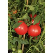 Proven Winners 1.5PT Tomato Live Plants with Pot