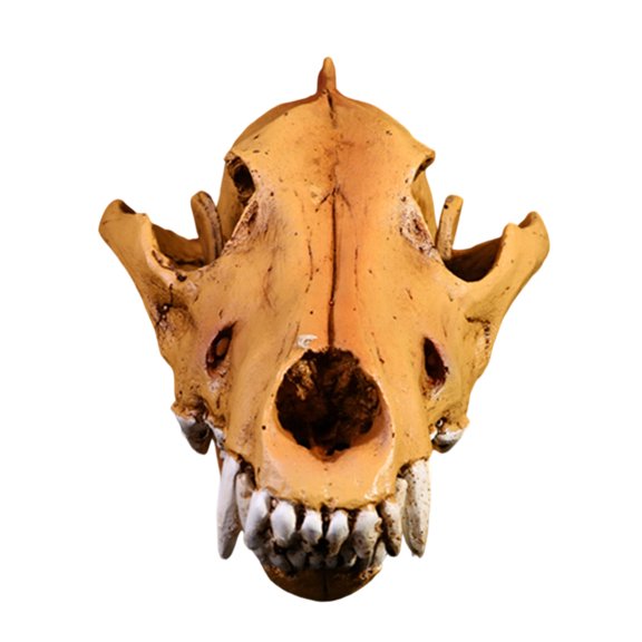 High Detail Resins Wolf Skull Replicas Decorative Piece Realistic Head Model for Study Room Interior Decors