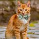 thumbnail image 4 of Collar para Gatos con Lazo y Cascabeles para Festivales Irlandeses, 4 of 6