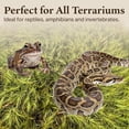 thumbnail image 6 of The Habitat Life - Natural Mood Moss - for Reptiles, Amphibians & Invertebrates Terrariums - Moisture-Retaining - Humidity Control - Soft Bedding - Dye-Free & Safe - Medium - 2 Pack, 6 of 6