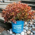 thumbnail image 5 of Bloomin Easy 2G Weigela Strobe Live Plants Pink Full Sun, 5 of 5