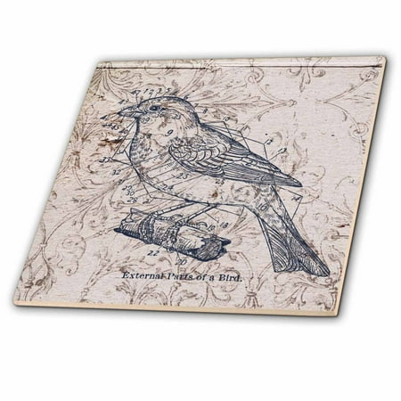 3dRose Vintage Birds with diagram steampunk art - Ceramic Tile, 12-inch