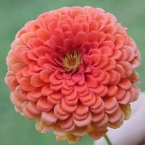 TomorrowSeeds - Coral Beauty Zinnia Seeds - 200  Count - For 2025 Planting Non-GMO Long-Lasting