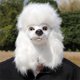 thumbnail image 4 of Diadema de goma con forma de caniche para cosplay de Halloween, talla única, 4 of 4