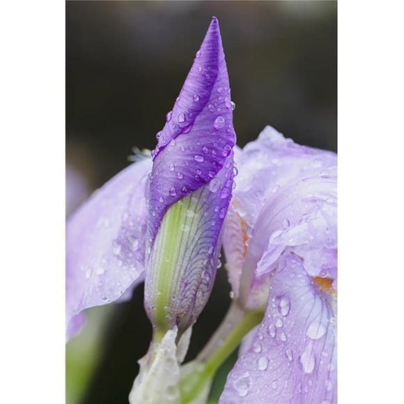 Close Up of Iris - Quebec Canada Poster Print - 24 x 36 in. - Large
