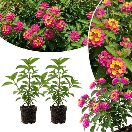 2 Lantana Plants Live, Blooming Vibrant Perennial, 4-7'' Tall, Trailing for Outdoor Landscape (Deep Pink Lantana)
