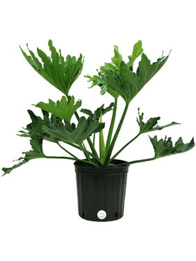Costa Farms Live Indoor 18in. Tall Philodendron in 10in. Grower Pot