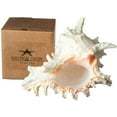 thumbnail image 5 of Murex Ramosus Shell Real Murex Sea Shell Large 7-9" Large Sea Shells for Decorating Jumbo Seashell, 5 of 5