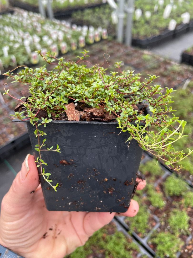 5 Red Creeping Thyme- Thyme Coccineus- One Plant Per 3.5" Pot