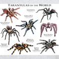 thumbnail image 3 of CafePress - Tarantulas Of The World Light T Shirt - Men's Classic Graphic T-Shirt, 3 of 4